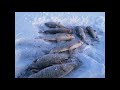 Подледная рыбалка 2020г. Арктика. Якутия.