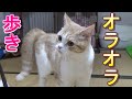 オラオラ歩く猫がかわいい～やんのかステップ/やんのかポーズ【スコティッシュフォールド】