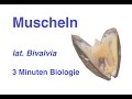 Quiz über Muscheln