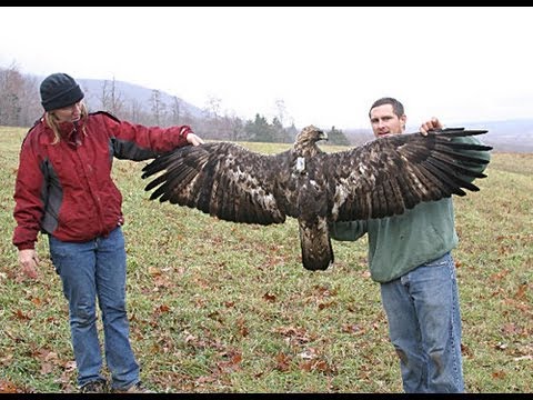 Eagle almost takes small child CRAZY!!! HD VIDEO - YouTube