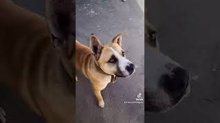 Reacción Al Sonido Del Pedo