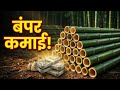 शासकीय अनुदानात बांबू लागवडीची सुवर्णसंधी 🌱💰शेतकऱ्याची यशोगाथा