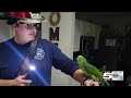 VIDEO: Adults, children and parrot displaced after Johns Island house fire