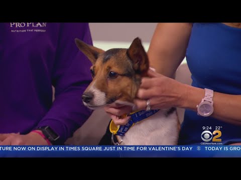 Video: Dog Of Ancient Aztecs New Kid In Town La Westminster Dog Show