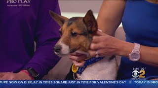 Westminster Dog Show Comes To Town