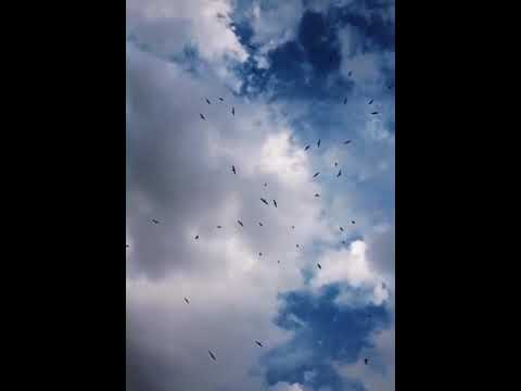 استوري انستا غيوم مسيقى هادئة مع طيور