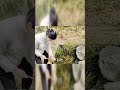 森林公园散步，美美想挖竹笋真可爱