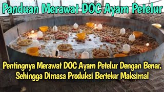 How to Properly Care for Laying Hens from the DOC to Maximize Egg Production