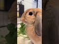 Bunny eating garden fresh.  #funnyrabbits #lionheadbunny #bunnys #shots #rabbit #cute #bunnyhop