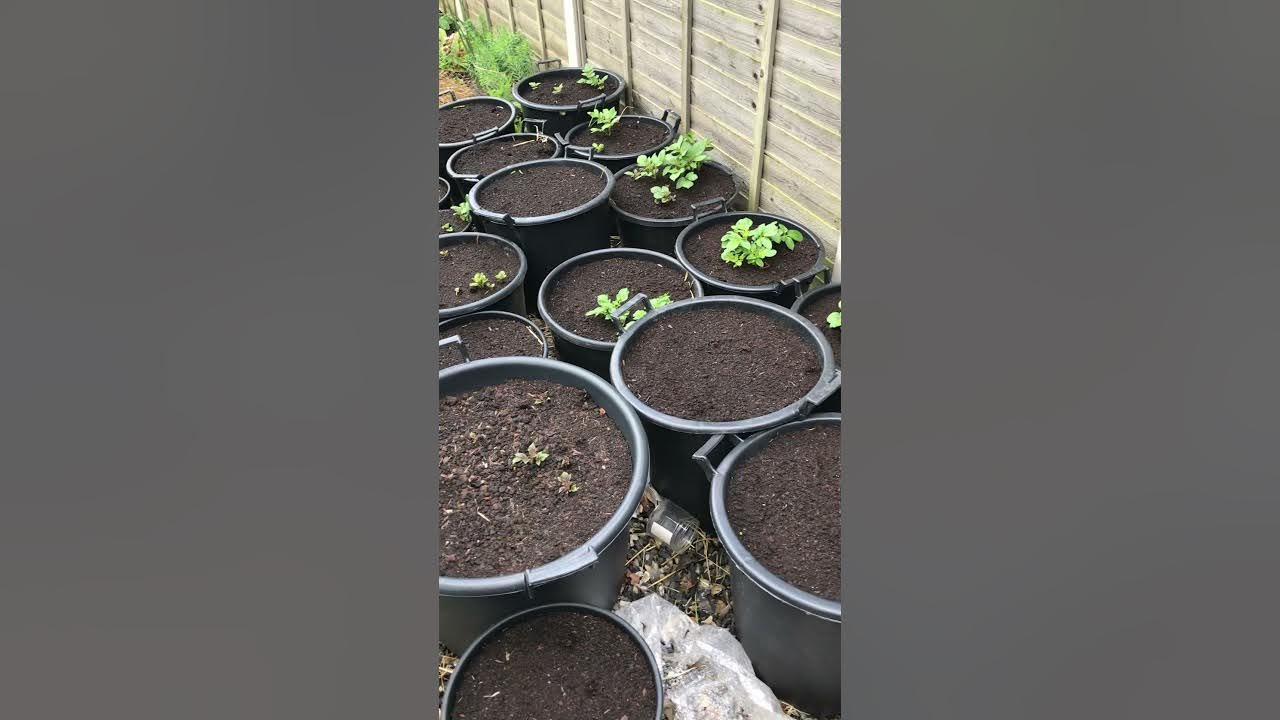 Growing Potatoes in Tubs Garden Update YouTube