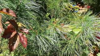 :    (Pinus koraiensis)
