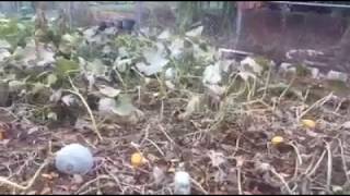 Dry-Farming Winter Squash For The Elder-Care Initiative