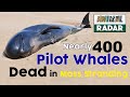 Pilot Whales Mass Stranding Nearly 400 Dead