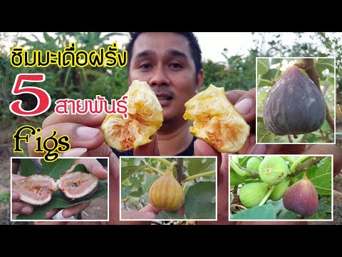 ลองชิมมะเดื่อฝรั่ง Figs 5 สายพันธุ์ ความสุขของคนทำสวน : เกษตรผสมผสาน EP.102