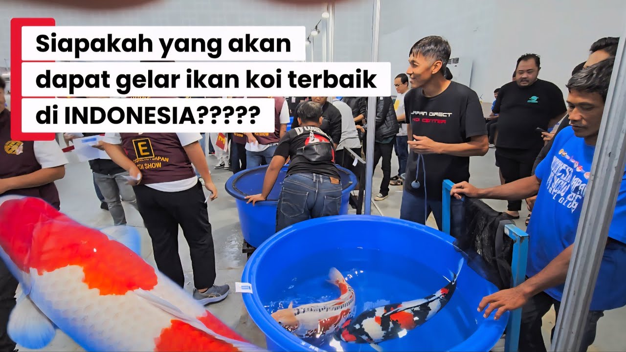Penentuan Untuk Memilih Ikan Koi Terbaik Di Indonesia Dalam Event IJKS