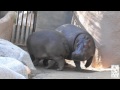 When Adhama Met Mara (A Hippo Story)
