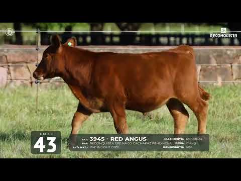 LOTE 43   TAT 3945 M Red Angus