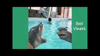 Shark Puppet Funny Instagram Videos   NEW Shark Puppet Vines   Best Viners 2020