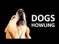 DOGS HOWLING to make your Dog Howl HD Sound Effect