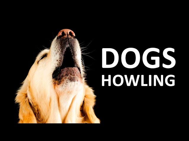 DOGS HOWLING to make your Dog Howl HD Sound Effect class=