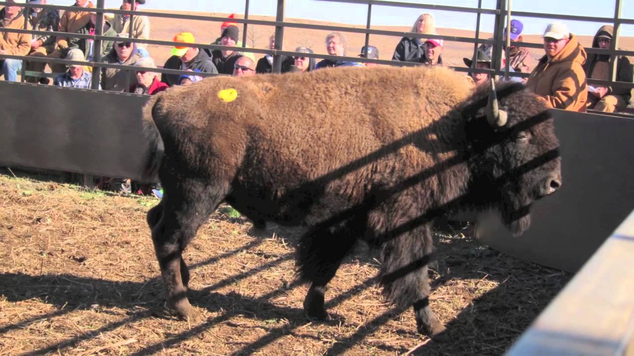 Buffalo Auction Maxwell Game Preserve YouTube