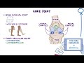 Anatomy of the knee joint