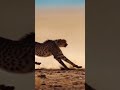 Predator-Prey Thrills #Shorts