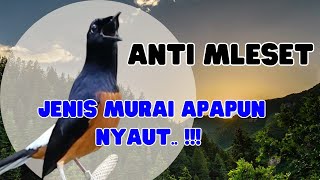 MURAI GACOR đŸ”¥PANCINGAN Murai Batu Gacor full isian tembakan ampuh menaikkan emosi Murai Batu lain.