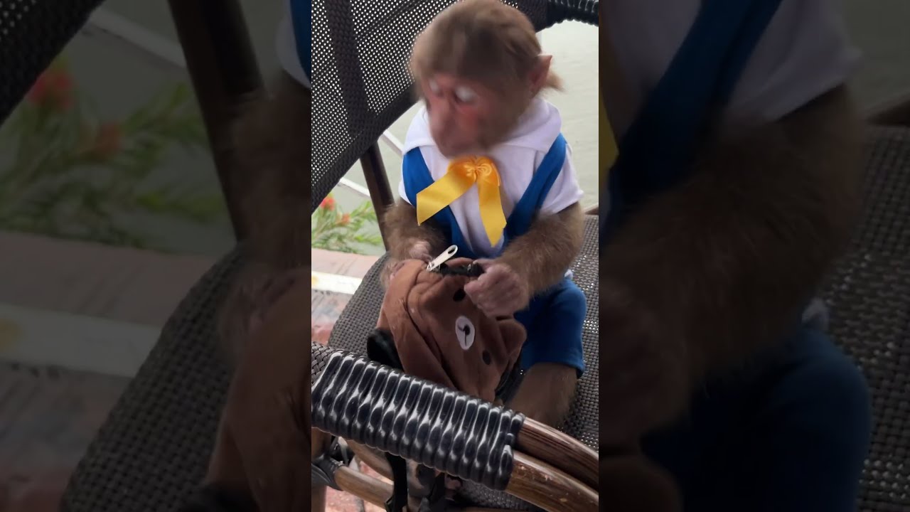Monkey Cutis Went To A Luxury Shop Drink Milk Animals