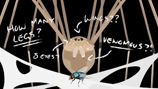 Daddy Long Legs: What Exactly Are They?