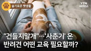 [슬기로운펫생활] "건들지말개"…'사춘기' 온 반려견 어떤 교육 필요할까? / YTN 사이언스