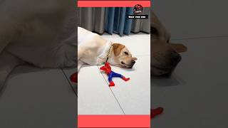 😂 এই এখান থেকে পালা 😜🐕 #funny #dog #comedy #vairalvideo #shortsfeed #shorts