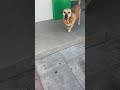 Marcio me esperando na padaria! #animais #pets #cachorrosdivertidos #petsfofinhos