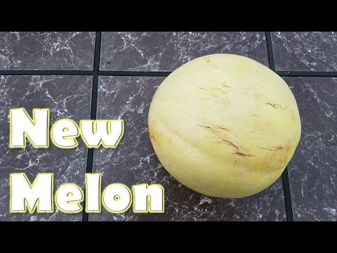 Video: Što je Ambrosia cantaloupe?