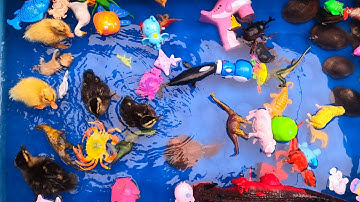 Thảo cady cho các con vật tắm trong bể bơi, con khung long, con vịt, con cua, con cá. Part-149