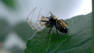 Heliophanus kochii jumping spider with a prey spider