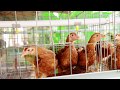 Micro poultry cage systems hitech hen farm