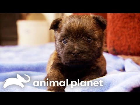 Curious Resident Cat Welcomes Terrier Puppies To Their New Home | Too Cute! | Animal Planet