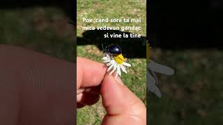 Sora ta mai mica si gandacu