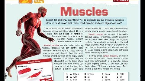 Excel 8 grade 4 f Muscles