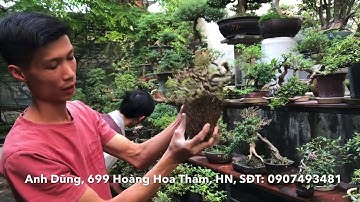 VIDEO DÀNH CHO TÍN ĐỒ CỦA BONSAI SIÊU MINI - THĂM VƯỜN ANH DŨNG, 699 HOÀNG HOA THÁM, NHIỀU CÂY ĐẸP