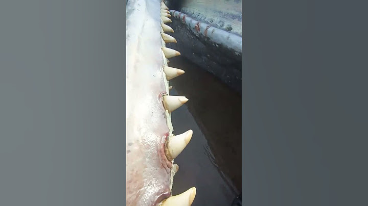 ikan paus terdampar di pantai yeh leh tabanan #shorts