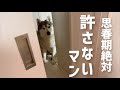 兄の部屋のドアと姉の部屋のドアを意地でも開通させるシベリアンハスキー