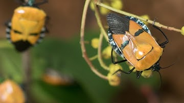 Meet the Man-Faced Bug at Audubon Nature Institute