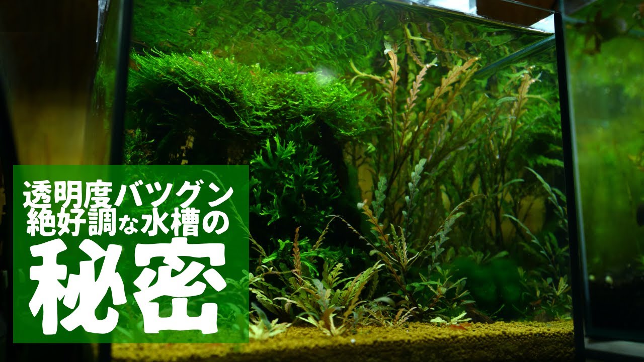 絶好調な水槽を支える 底面フィルターの魅力をどうしても語りたい アクアリウム 熱帯魚 Youtube