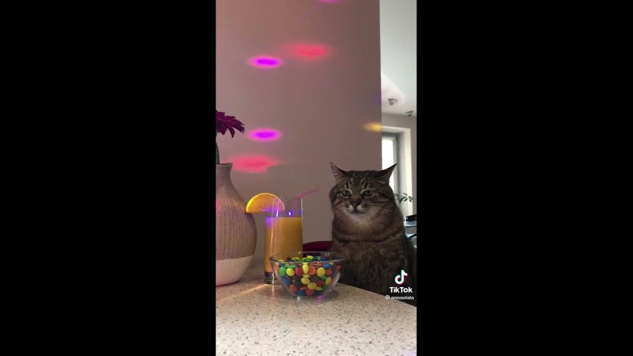 Приколы про котов и людей самые смешные: кот в сапогах #3 YouTube