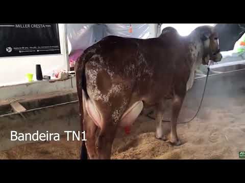 Lote 21 - Prenhez BANDEIRA TN1