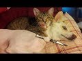 Funny Cats Compilation 2016   Best Funny Cat Videos Ever    Funny Vines