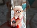 new trending shorts viral video #india #facts #funny #viral #cat #cute
