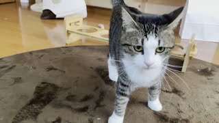 警戒感MAXで娘に駆け寄る猫